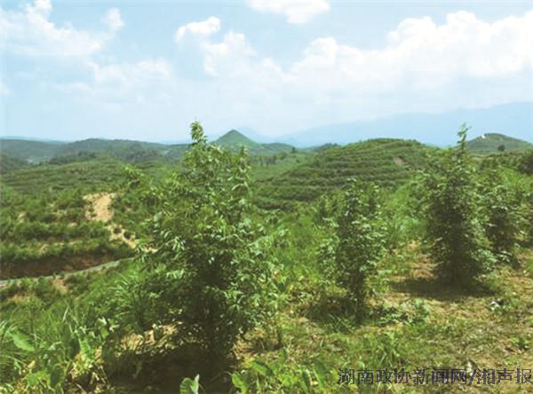 为贫困百姓种上脱贫的健康摇钱树 - 湘声报社