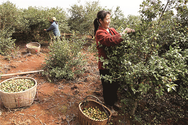 红花油茶树图片_种油茶树的收入(3)